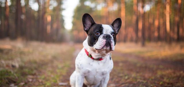 如何训练法国斗牛犬？（从基础训练到高级训练，让你的法国斗牛犬成为听话的宠物！）