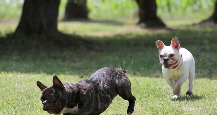 如何训练法国斗牛犬？（从基础训练到高级训练，让你的法国斗牛犬成为听话的宠物！）