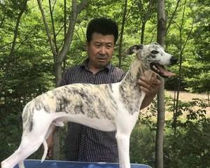 如何训练格力犬握手？（让你的宠物成为握手达人）