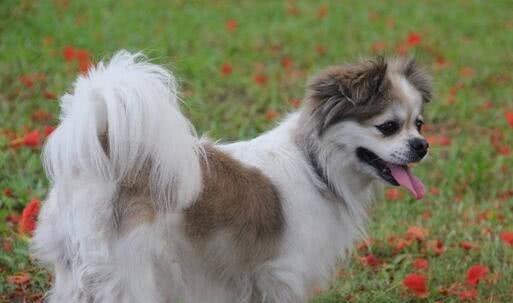 如何训练蝴蝶犬吃食？（宠物犬饮食管理的关键技巧）