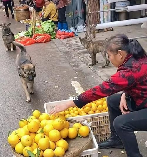 如何防止宠物狗偷东西（15个有效的方法帮你预防宠物狗偷东西）