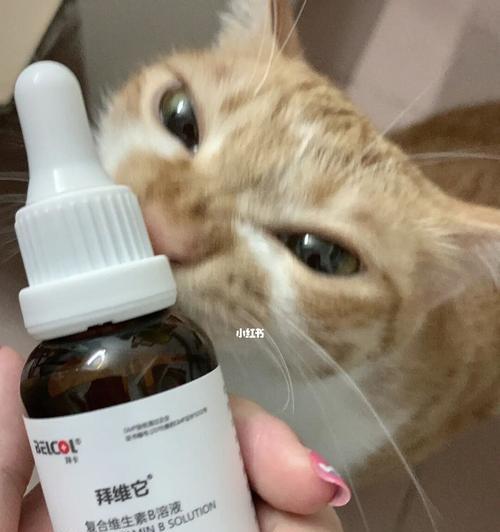 如何预防猫咪的猫癣？（宠物健康必备，从猫癣预防开始）