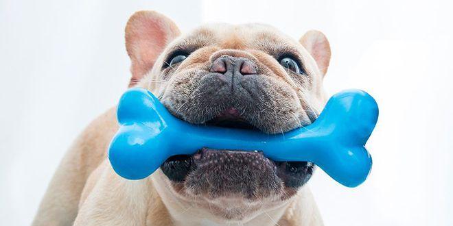 如何帮助宠物狗狗健康长牙齿（专家教你如何护理宠物狗狗的口腔健康）