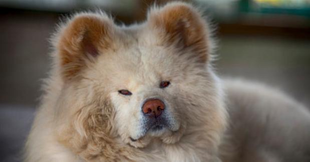 如何安全地与秋田犬相处（宠物主人必看的防咬指南）