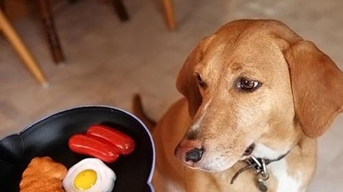 科学喂养宠物狗的方法（合理搭配饮食，让狗狗健康成长）