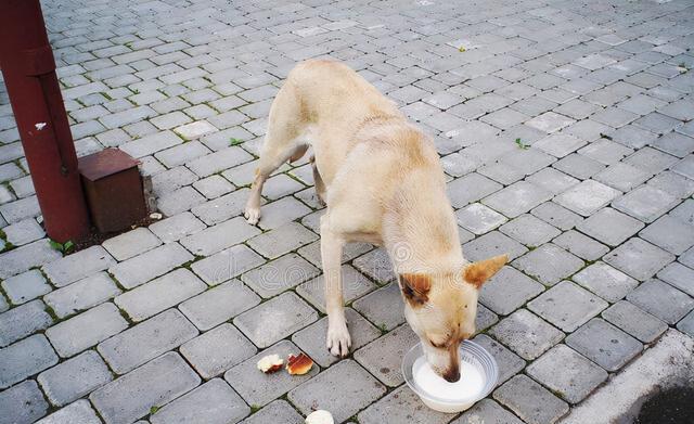 科学喂养宠物狗的方法（合理搭配饮食，让狗狗健康成长）