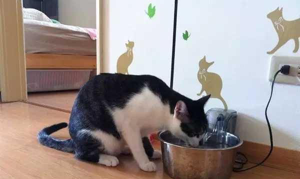 让你的宠物猫主动喝水的技巧（猫咪饮水习惯）