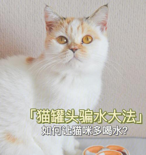 让你的宠物猫主动喝水的技巧（猫咪饮水习惯）