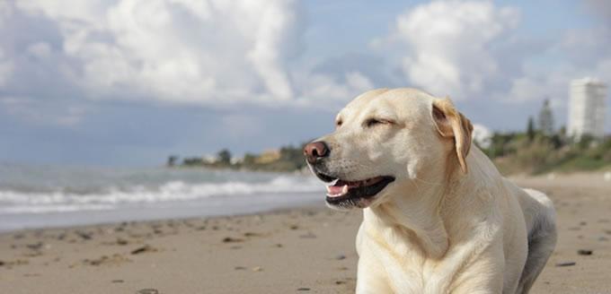 如何挑选拉布拉多犬作为宠物（选择可爱、聪明、友善的宠物犬）