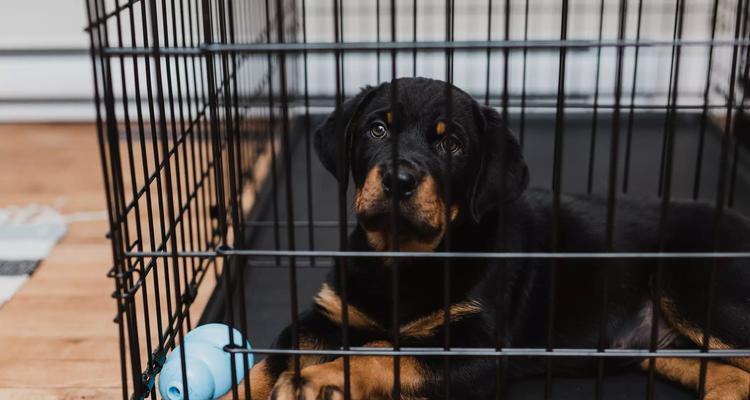 如何训练幼犬勿乱咬？（宠物犬的正确训练方法和技巧）