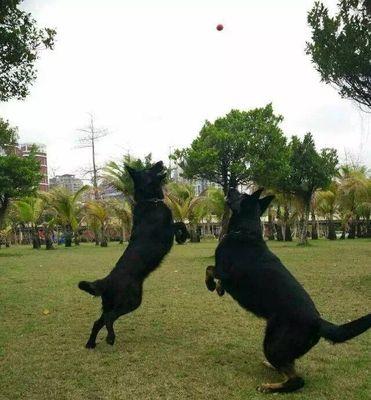 青年格力犬的养护之道（让你的宠物更健康、快乐）