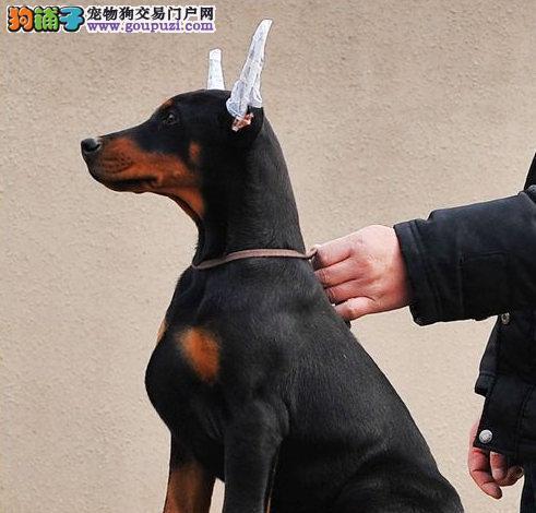 如何照顾迷你杜宾犬（详细指南帮助您成为优秀的犬主人）