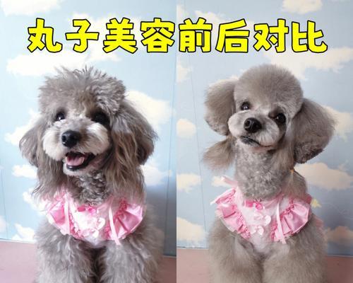 如何给宠物狗进行美容？（打造一个健康、美丽的犬友）