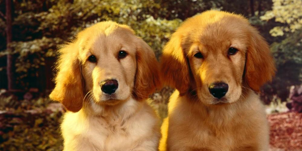 揭秘狗狗睾丸炎，如何预防？（了解病因、症状及治疗方法，让狗狗健康成长。）