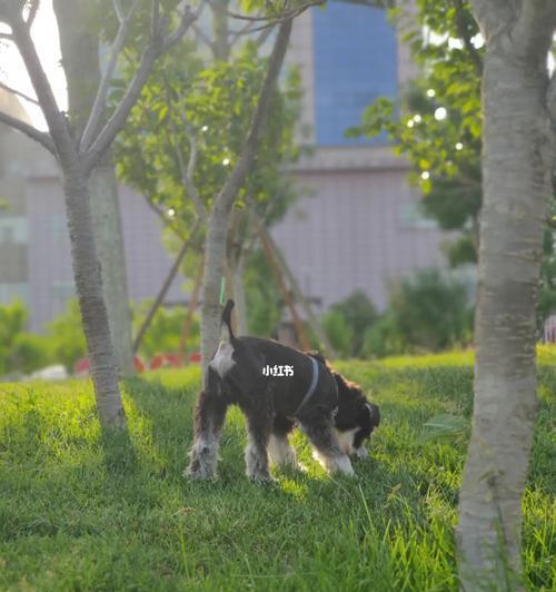 夏日养犬之拉稀问题（为宠物犬打造清爽健康的夏季生活）