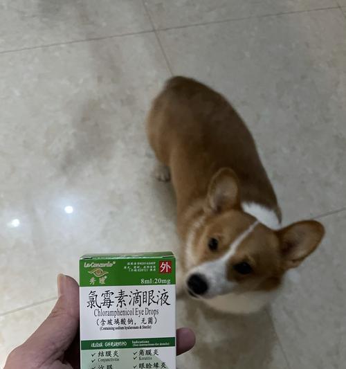 为什么你的狗狗会有大量眼屎？（了解引起狗狗眼屎过多的原因，让宠物更健康）