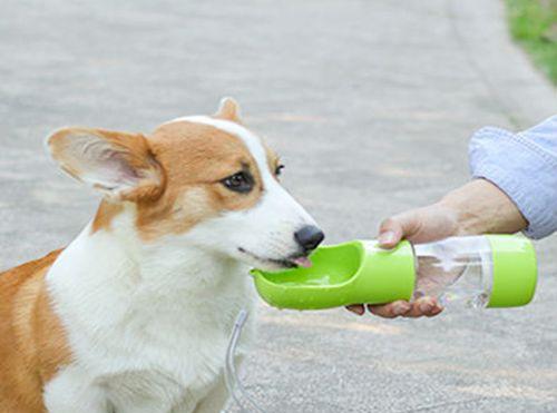 宠物狗为什么总是喝水？（探究狗狗喝水的原因和注意事项）