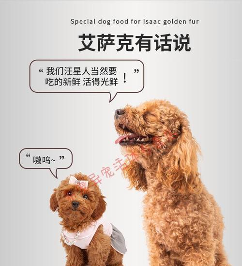 贵宾犬美毛的秘诀（以饮食为主，让您的贵宾犬毛发更健康亮丽）