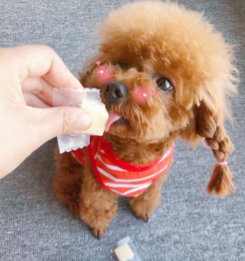 贵宾犬美毛的秘诀（以饮食为主，让您的贵宾犬毛发更健康亮丽）