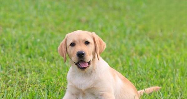 如何护理不同年龄的狗狗（从幼犬到老年犬，你需要知道的护理技巧）