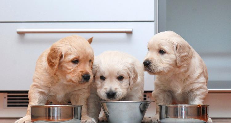 如何护理不同年龄的狗狗（从幼犬到老年犬，你需要知道的护理技巧）