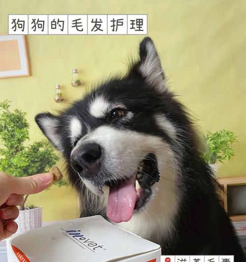 如何护理不同年龄段的宠物狗（从幼犬到老年犬，你需要知道的关键护理方法）