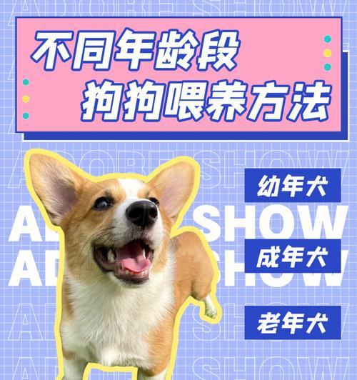 如何护理不同年龄段的宠物狗（从幼犬到老年犬，你需要知道的关键护理方法）