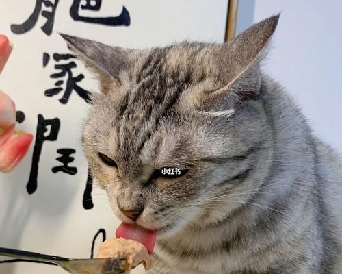 从出生到6个月，小猫吃什么？（宠物猫的饮食需求与注意事项）