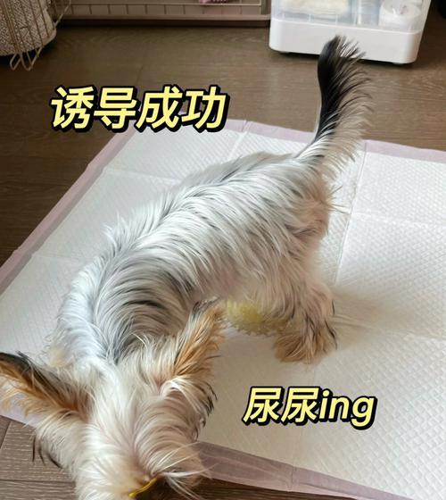 家中犬尿味难闻怎么办？（宠物爱好者必看，专业解决狗尿臭味）