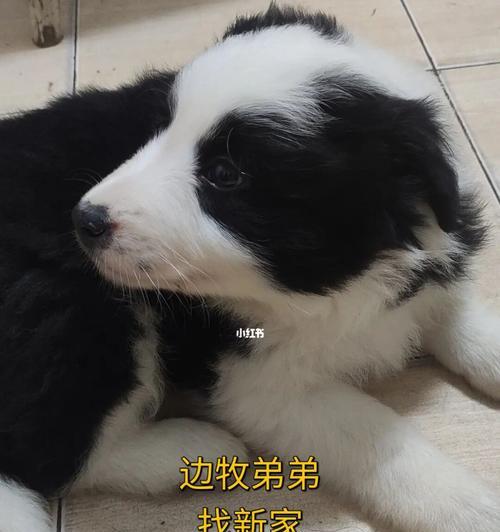 家养边境牧羊犬：最忠诚的宠物伙伴