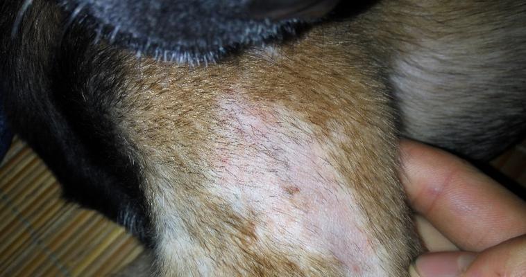 治疗宠物湿疹的全面指南（了解狗狗湿疹的原因与预防方法，从根源上治疗宠物湿疹）