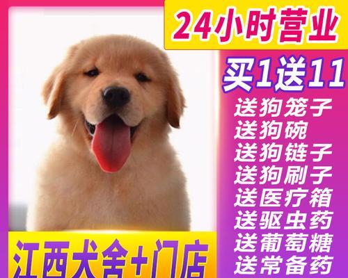 如何训练一只优秀的金毛犬（10个金毛犬训练要领，助你成为顶级犬主）