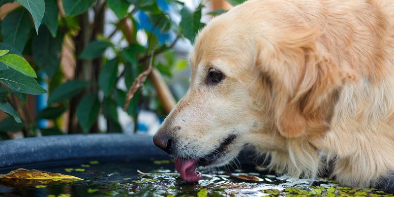 金毛犬过量补钙的危害（为什么不能过量补钙，如何正确补钙）