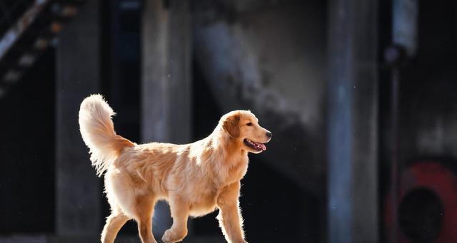 金毛犬的不同时期需求（从幼犬到老年犬，如何满足金毛犬的不同需求？）