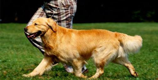 金毛犬的不同时期需求（从幼犬到老年犬，如何满足金毛犬的不同需求？）