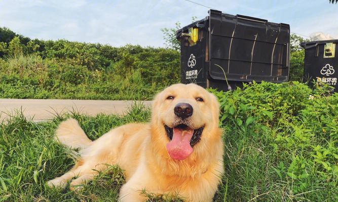 金毛犬的抑郁症——宠物心理健康的关注