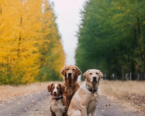 金毛犬的抑郁症——宠物心理健康的关注