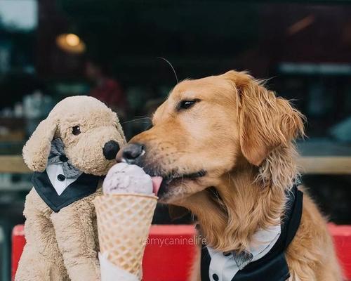 金毛犬的抑郁症——宠物心理健康的关注