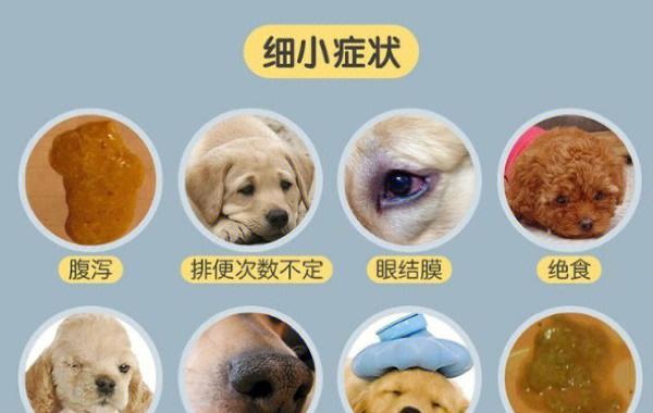 以金毛犬细小病毒的治疗为主（宠物健康保障，及时治疗细小病毒）