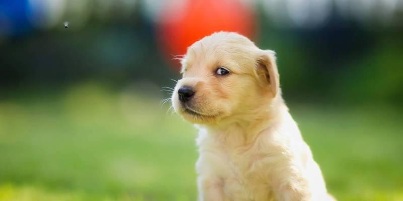 以金毛犬训练的注意事项（培养金毛犬的良好习惯和性格）