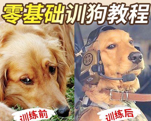 以金毛犬训练的注意事项（培养金毛犬的良好习惯和性格）