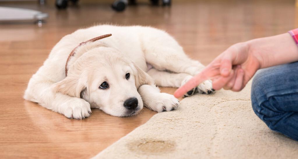 以金毛犬训练的注意事项（培养金毛犬的良好习惯和性格）