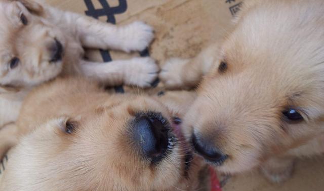 如何有效解决金毛犬眼屎问题（宠物健康，从清洁眼屎开始）