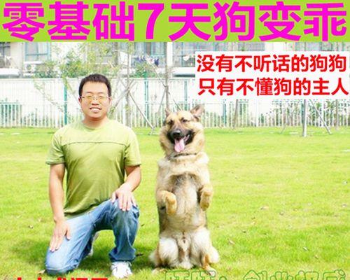 如何训练金毛犬大小便？（以宠物为主，让您的金毛犬变得干净整洁）