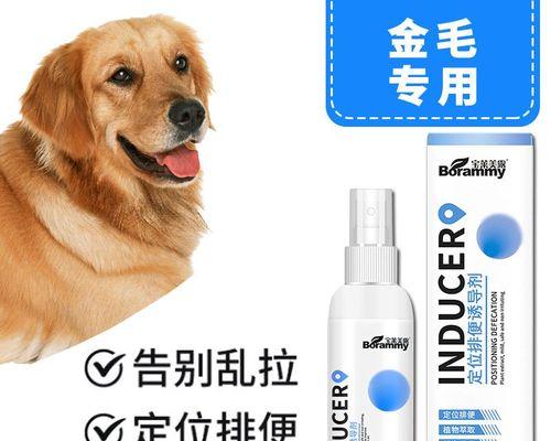 如何训练金毛犬大小便？（以宠物为主，让您的金毛犬变得干净整洁）