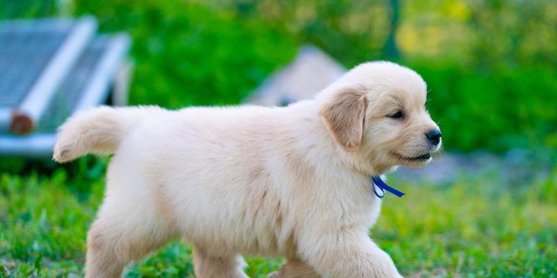 如何正确喂养金毛幼犬（金毛幼犬喂养注意事项，让你的爱宠健康成长）