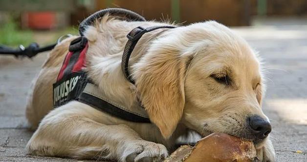 纠正金毛犬的六大坏习惯（让您的宠物成为更好的金毛犬）