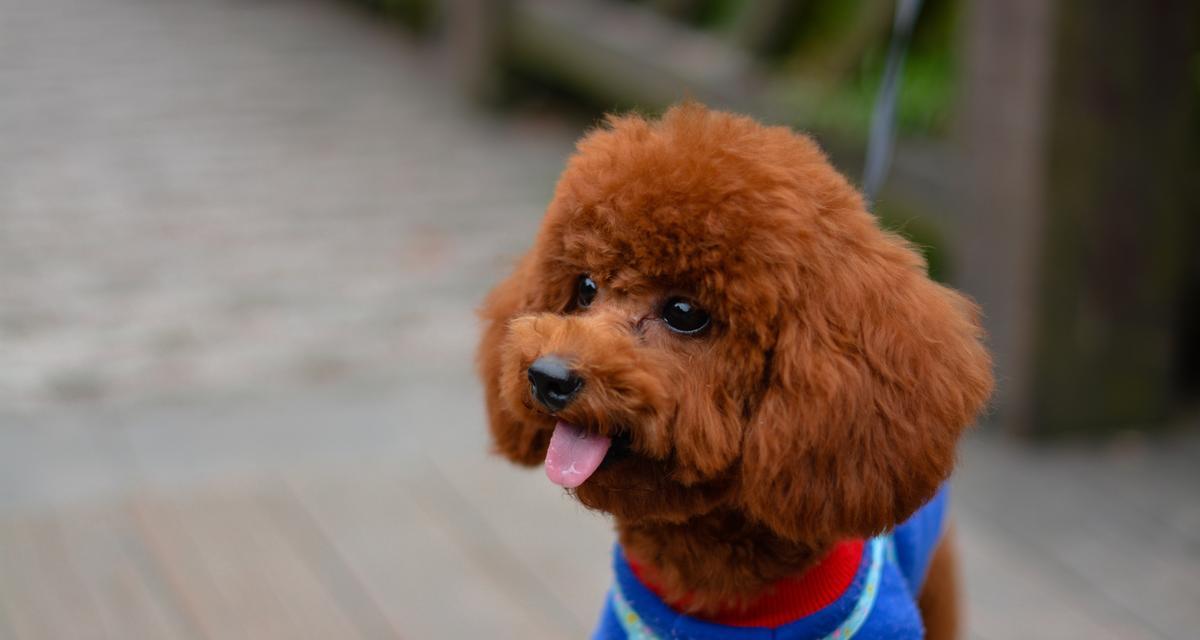 卷毛寻回犬的喂养小常识（如何让你的卷毛寻回犬健康成长）