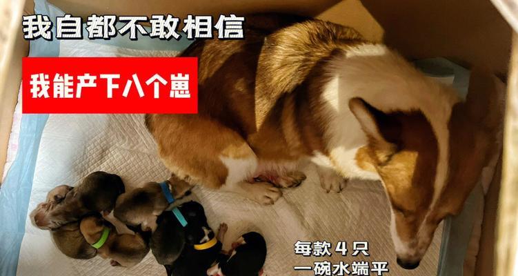 为什么要给柯基犬节育？（三大好处让你了解柯基犬节育的重要性）