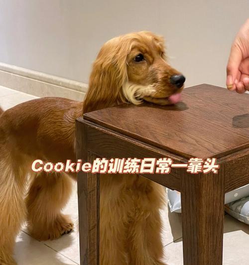 如何解决可卡犬不吃东西问题（教你正确处理宠物饮食问题，让可爱的可卡犬健康快乐）